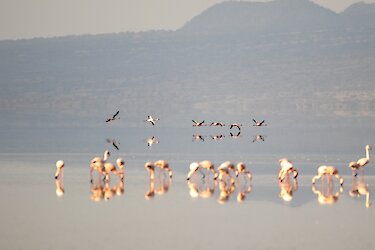 Flamingos am Natronsee