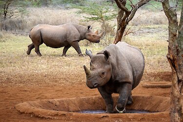 Nashörner im Mkomazi-Nationalpark