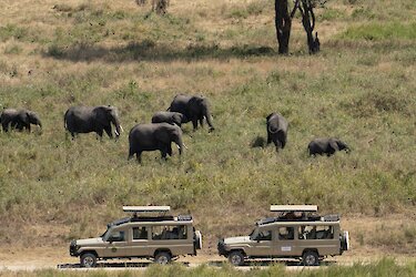 Elefanten auf Safari im Tarangire-Nationalpark