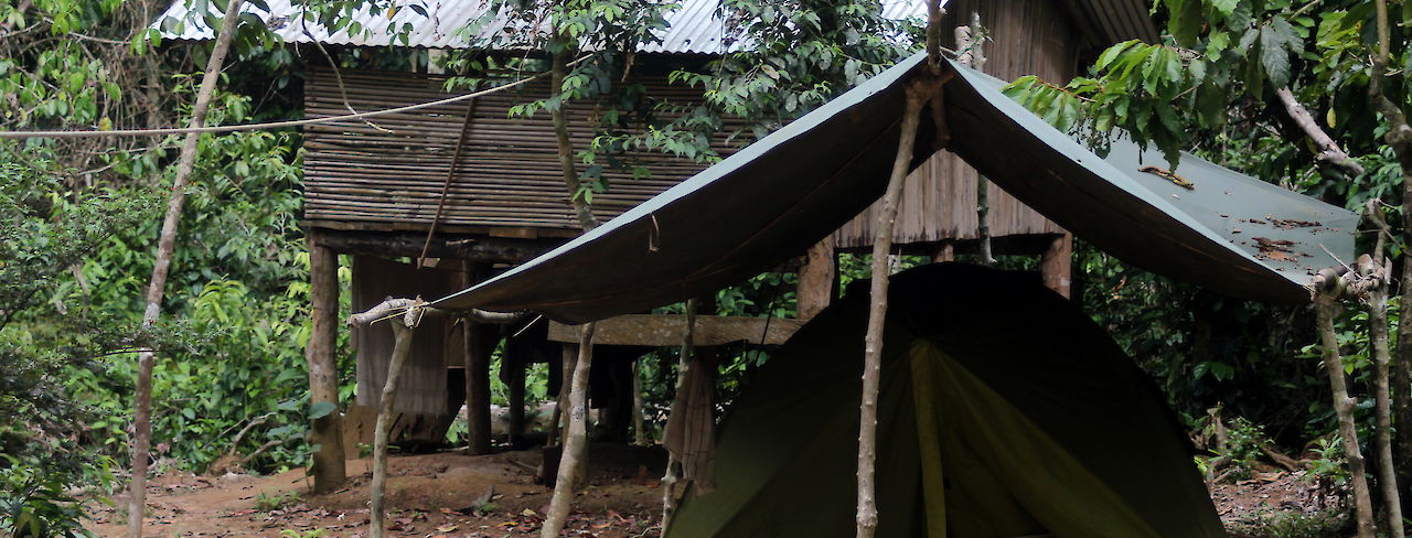 Schimpansencamp im Taï-Nationalpark