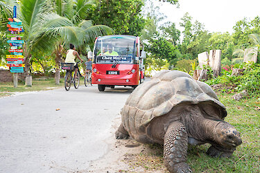 Schildkröte am Straßenrand mit Buggytransfer im Hintergrund