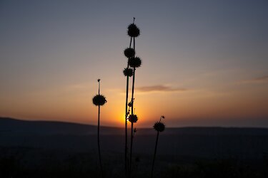 Blume im Sonnenuntergang