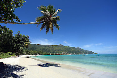 Palmen am langen Sandstrand