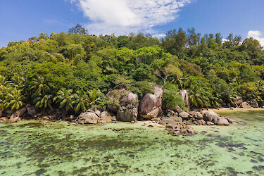 Palmenwald auf der Insel Moyenne
