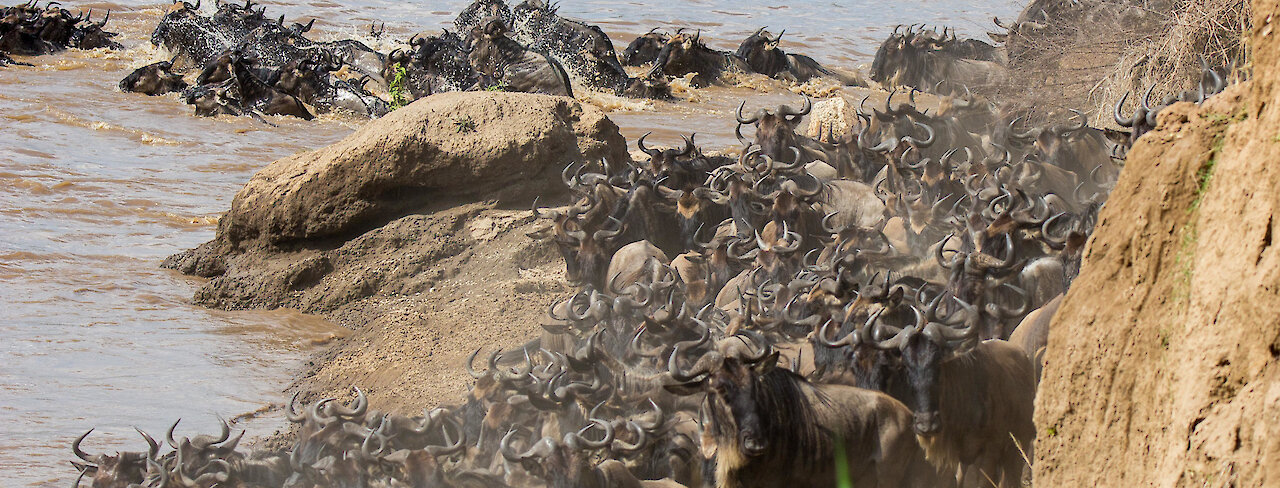 Gnus auf der großen Wanderschaft