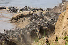Gnus bei der Flussüberquerung