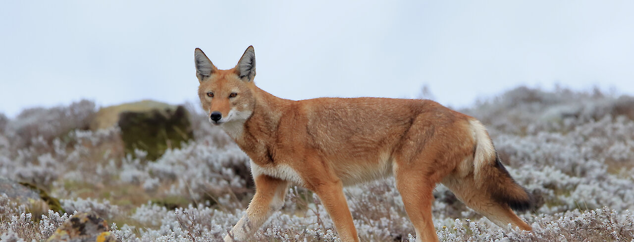 Ein Äthiopischer Wolf zwischen Afroalpiner Vegetation