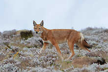 Ein Äthiopischer Wolf zwischen Afroalpiner Vegetation