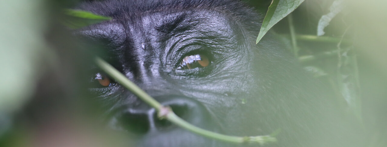 Ein Berggorilla im dichten Laub