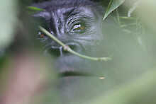 Ein Berggorilla im dichten Laub