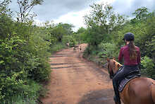 Impalas auf dem Reiterweg