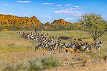 Eine Ziegenherde im Damaraland