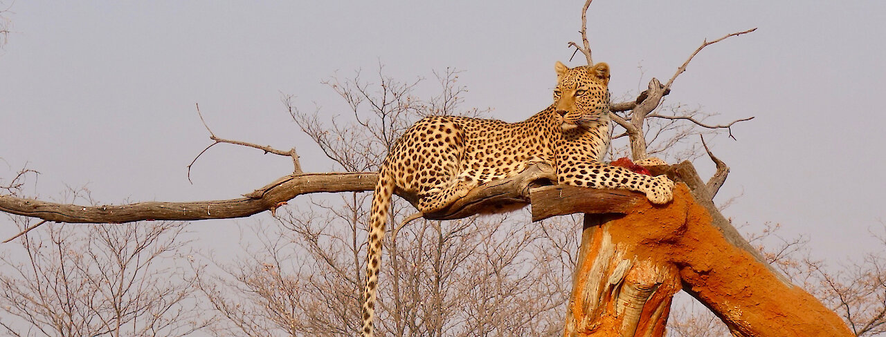 Ein Leopard sitzt auf einem Ast im Okonjima-Naturreservat
