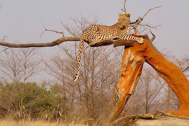 Ein Leopard sitzt auf einem Ast im Okonjima-Naturreservat