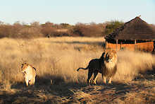 Löwe und Löwin im Okonjima Naturreservat