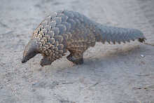 Ein Pangolin läuft über die Straße