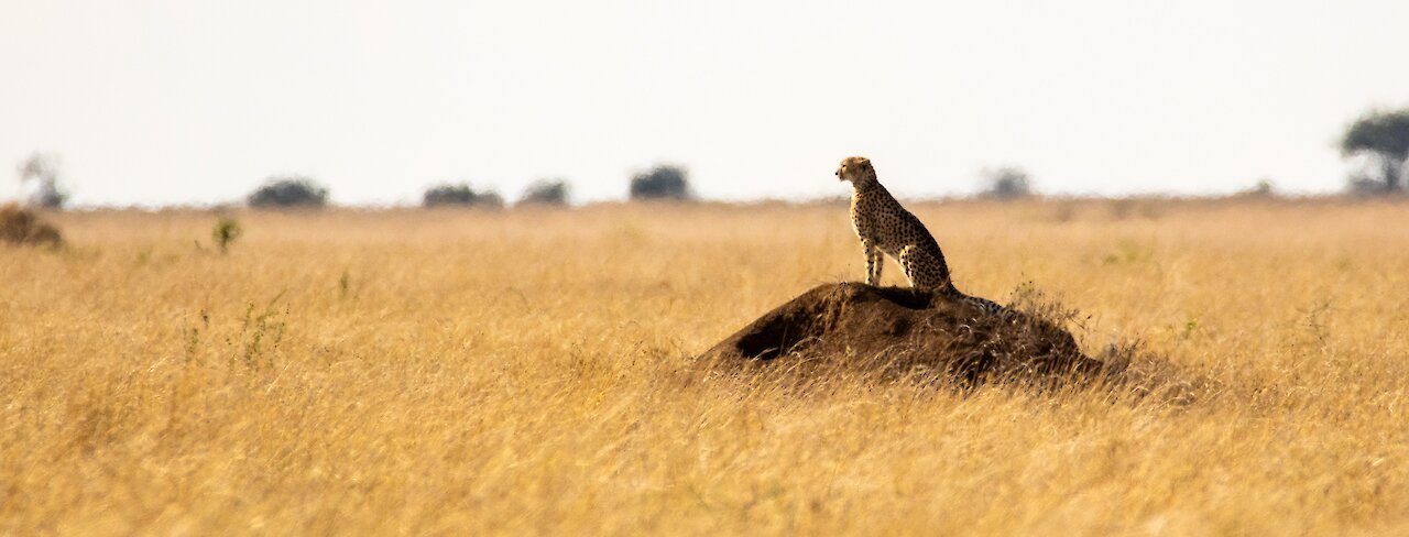 Safari in Tansania – Serengeti, Ngorongoro & mehr erleben