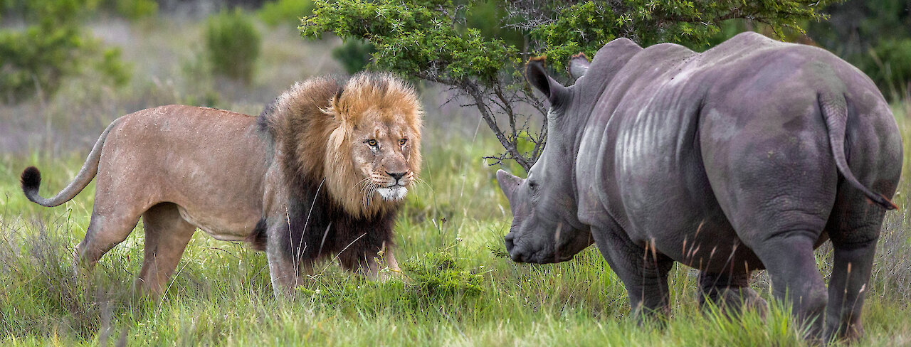 Löwe und Nashorn stehen sich gegenüber im Kariega-Game-Reserve