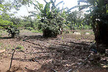 Gemüsebeet in der Tagbo Falls Lodge