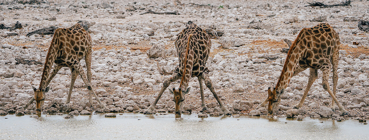 Giraffen am Wasserloch im Etosha-Nationalpark Namibia