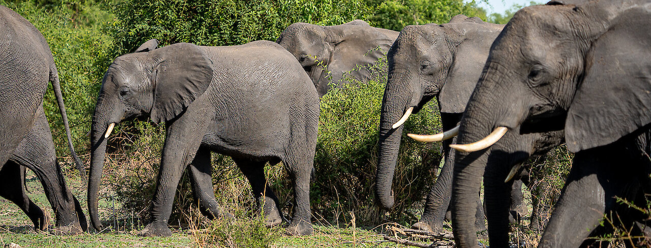 Elefantenherde im Chobe-Nationalpark