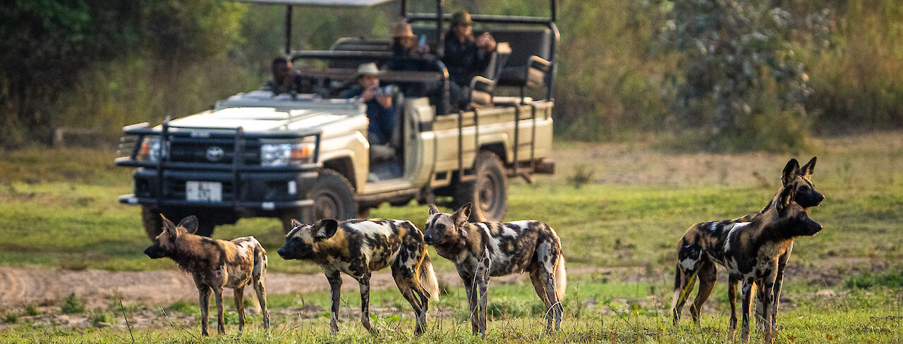 Wildhunde auf Pirschfahrt im South-Luangwa-Nationalpark in Sambia