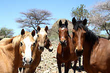 BüllsPort Lodge & Farm Pferde