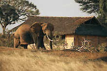Satao Camp Tsavo Elefant vor Zelt