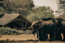 Satao Camp Tsavo Elefanten vor Zelt