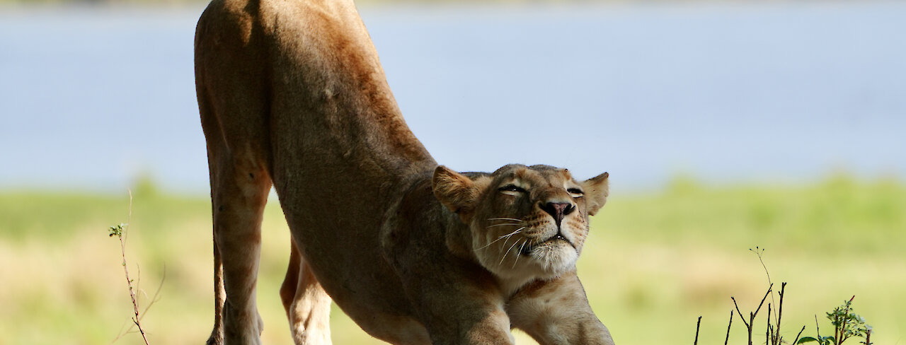 Löwin in Mana-Pools-Nationalpark in Simbabwe