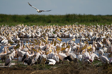 Vögel im Djoudj-Nationalpark