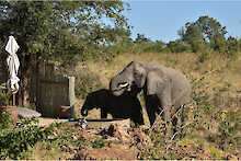 Elefant am Wasserloch der Ngoma Safari Lodge