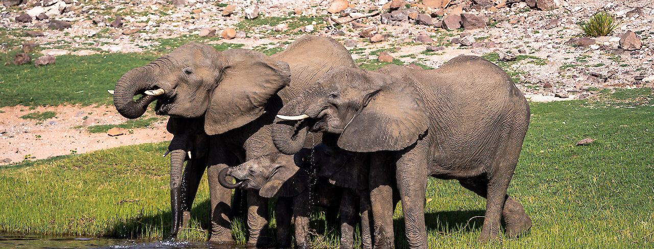 Elefantenherde am Chobe im Chobe-Nationalpark