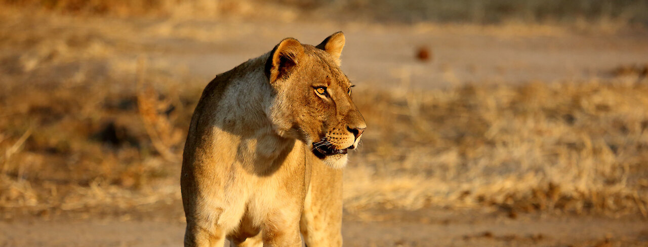 Löwin im Hwange‑Nationalpark in Simbabwe