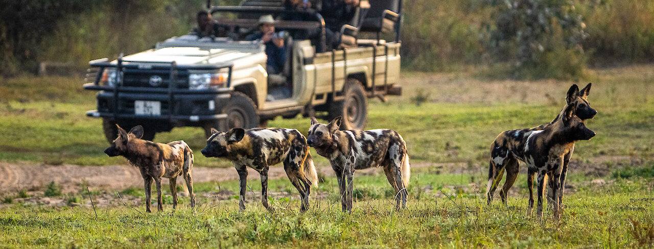 Wildhunde auf Pirschfahrt im South-Luangwa-Nationalpark in Sambia