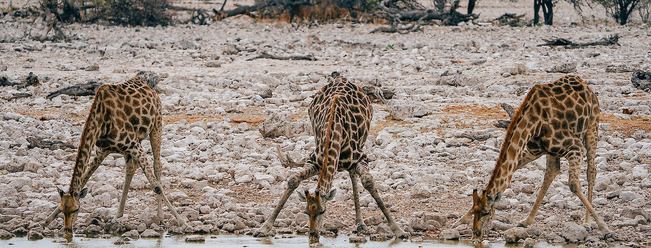 Giraffen am Wasserloch im Etosha-Nationalpark Namibia