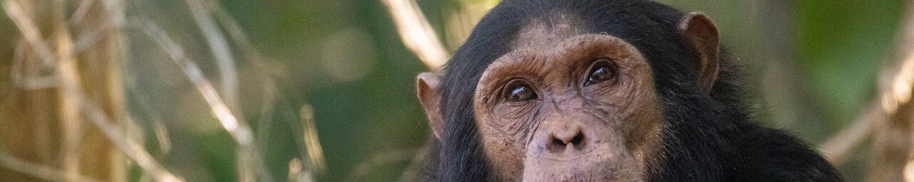 Schimpanse im Regenwald