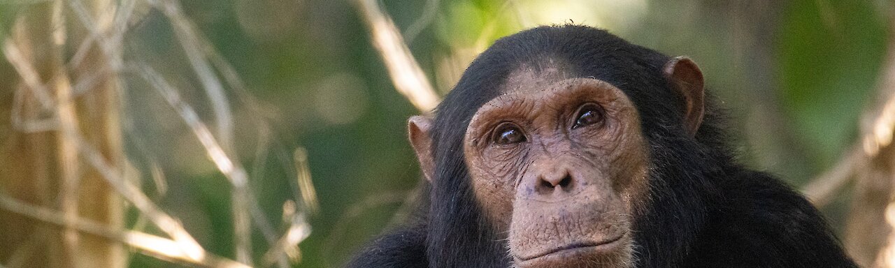 Schimpanse im Regenwald