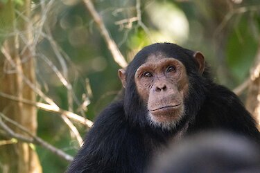 Schimpanse im Regenwald