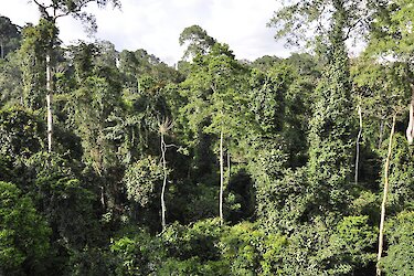 Tag 12: Kakum-Nationalpark, Elmina und Küste Ghanas
