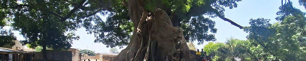 Menschen um einen Kapokbaum in Misirah, Senegal.