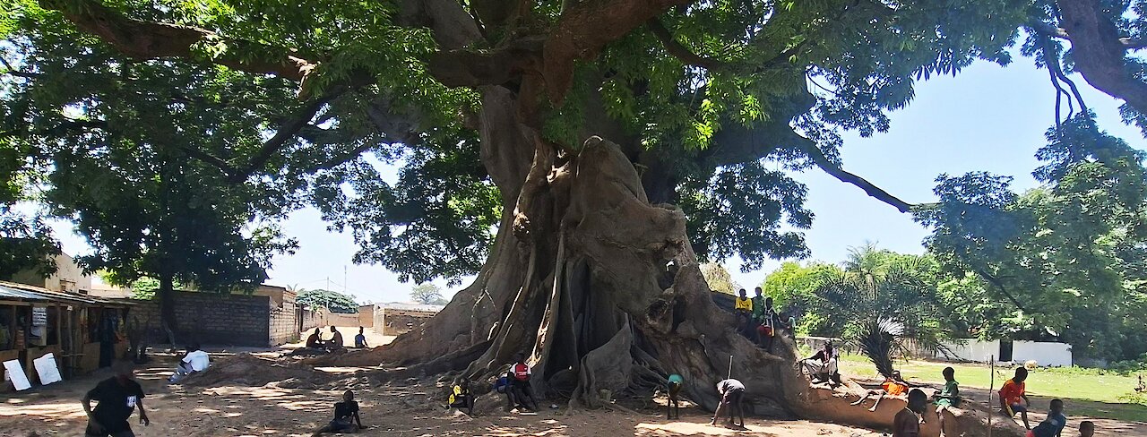 Menschen um einen Kapokbaum in Misirah, Senegal.