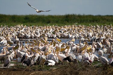 Tag 4 – Vogelparadies Djoudj-Nationalpark