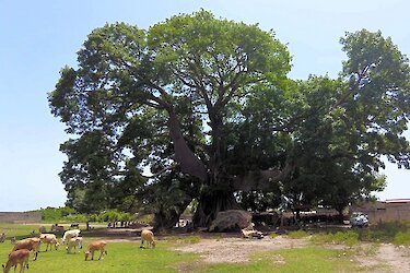 Tag 8 – Sine-Saloum-Delta erleben