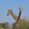 Giraffen schauen über einen Busch hervor