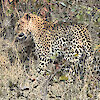Leopard zwischen Zweigen