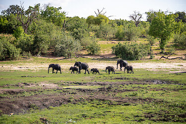 Elefantenherde im Chobe-Nationalpark