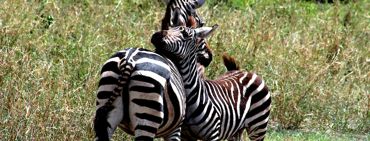Zebras reiben Hälse aneinander