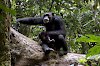 Schimpansen im Taï-Nationalpark