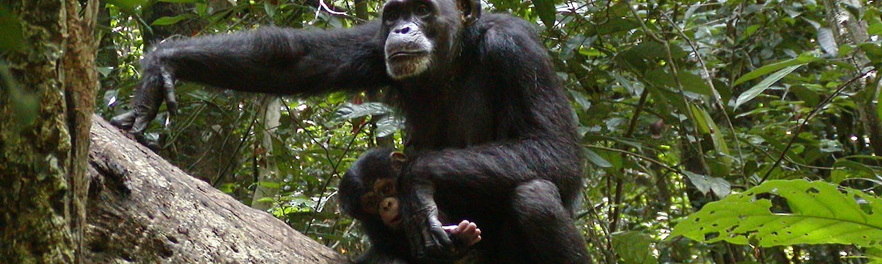Schimpansenmutter mit Kind im Regenwald